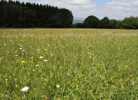 New Grove meadows