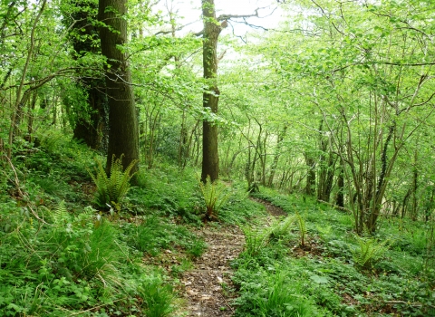 Strawberry Cottage Wood woodland