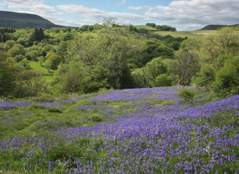 Silent Valley bluebells