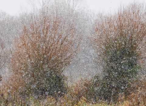 Snowy Magor Marsh as captured by Hugh Gregory