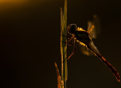Golden Dragonfly our Over 16s Photography Competition winner 2019