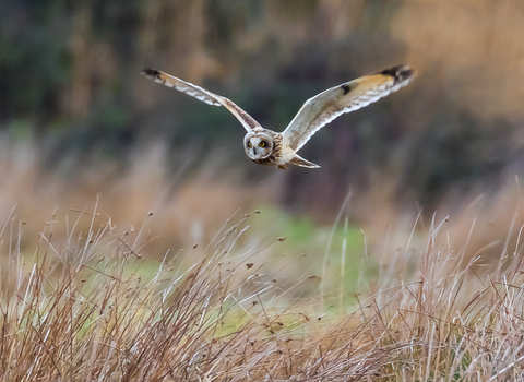 Short-eared owl hunting