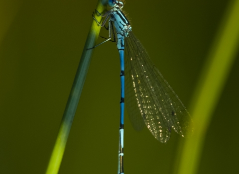 Azure Damselfly pictured on the Gwent Levels