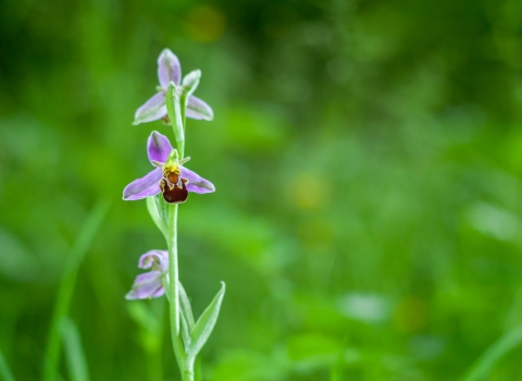 Bee orchid