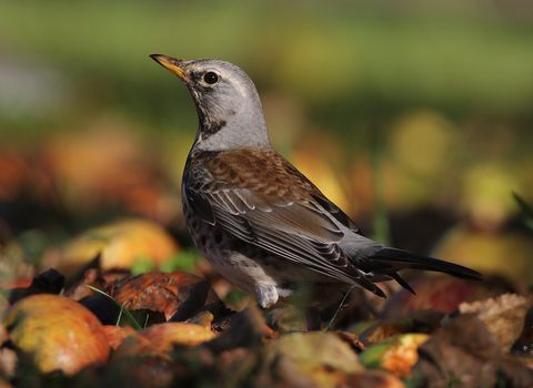 A male Fieldfare. Credit: Andy Karran