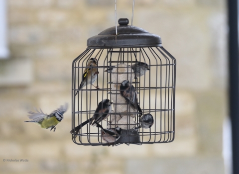 Finches and tits feeding by Nicholas Watts