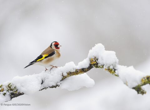 Goldfinch in snow - Fergus Gill, 2020 Vision