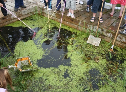 Magor Marsh Reen Dip