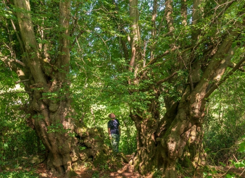 Gwent Wildlife Trust's Woodland Officer Doug Lloyd looking at the Prisk Wood Lime Tree nominated for Tree of the Year 2019