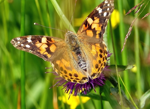 Painted lady butterfly