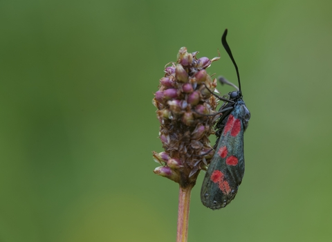 A Six Spot burnet pictured on the Gwent Levels