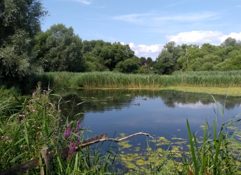 Magor Marsh nature reserve as seen from the bird hide