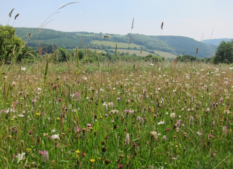 Pentwyn Farm meadow view