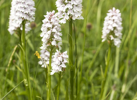 Heath Spotted Orchids