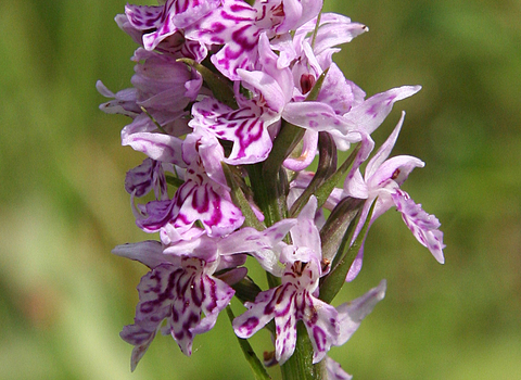 Common Spotted Orchid