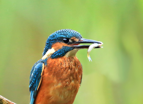 Kingfisher with fish