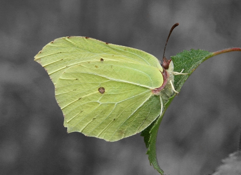 A Brimstone butterfly