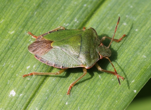 Close-up of a Green Shield bug