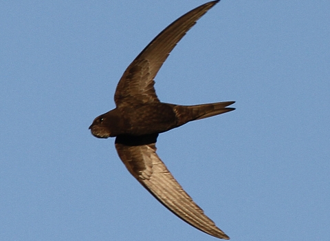 swift in the air