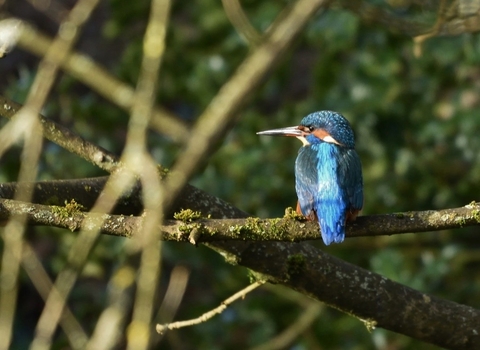 Perching Kingfisher