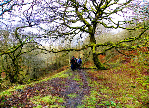 Walkers at Silent Valley woodland