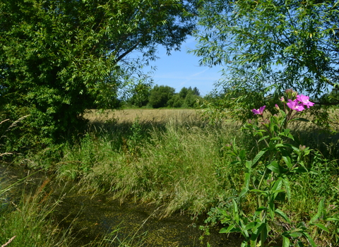 Reen at Bridewell Common