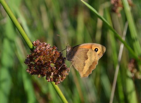 Meadow Brown butterfly at Bridewell Common