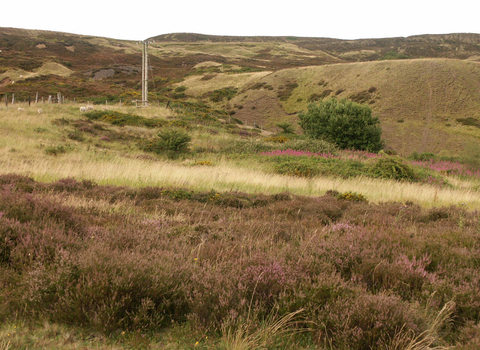 Heather moorland at Pwll Du