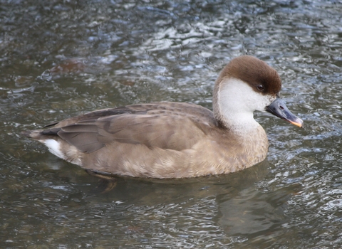 Red-crested pochard (female)