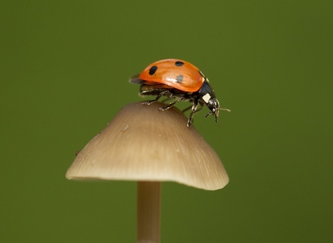 Ladybird on fungus