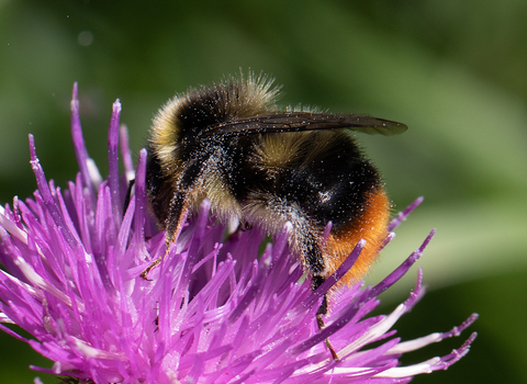 Early bumblebee by Andy Karran