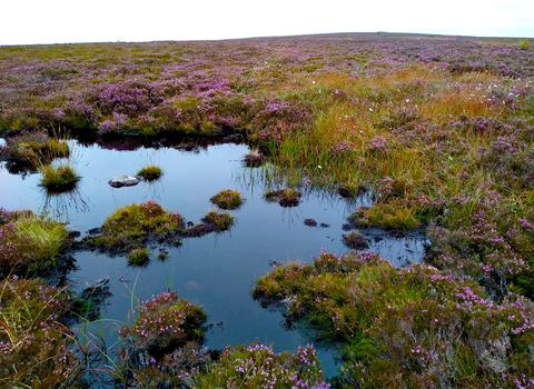 Blorenge Peat Bog