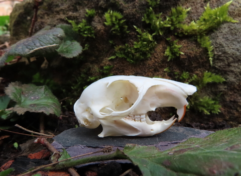 Grey squirrel skull