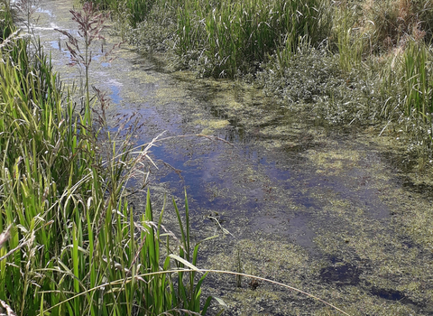 A reen on the Levels in good condition and not shaded