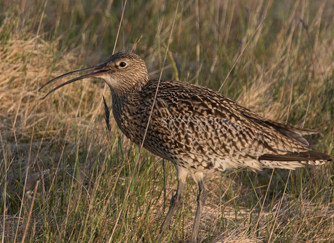 curlew
