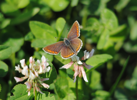 Brown Argus