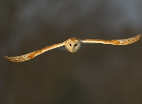 Barn Owl in flight