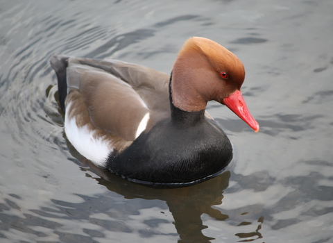 A drake red-crested pochard swimming. It's a striking duck with a black breast, brown back and head, fiery orange crown and bright coral red beak.
