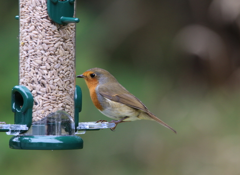 Robin feeding on sunflower hearts