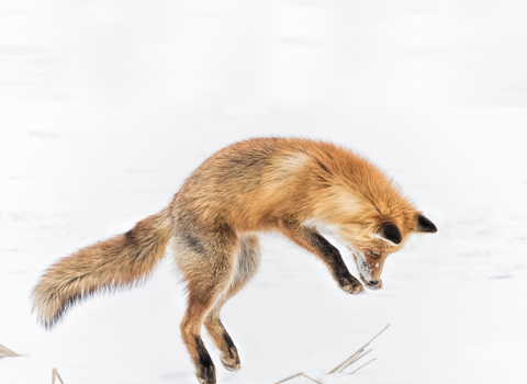Fox jumping in snow SQ