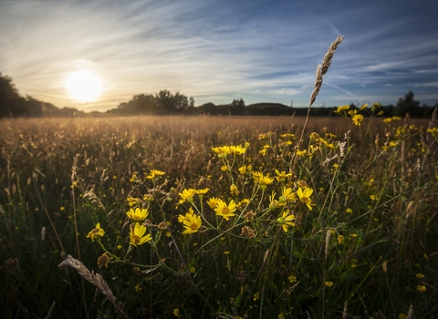 View across Gwent Levels looking at the sun