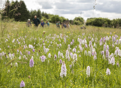 A field of Health spotted orchids