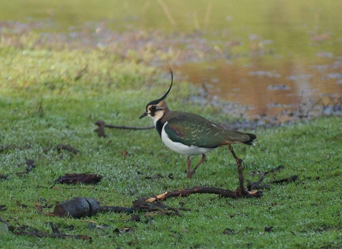 An adult lapwing on the Gwent Levels.