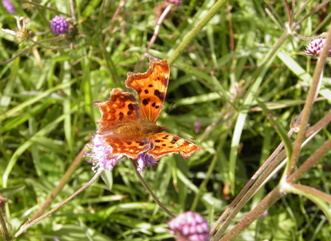 Comma Butterfly 