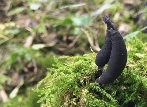 Dead Man's Fingers