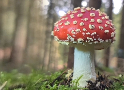 Fly Agaric