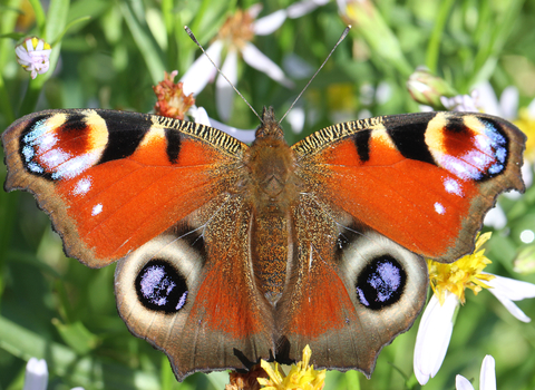 Peacock Butterfly 