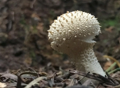 Common Puffball