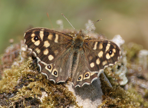 Speckled Wood 