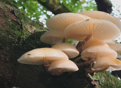 Porcelain Fungus